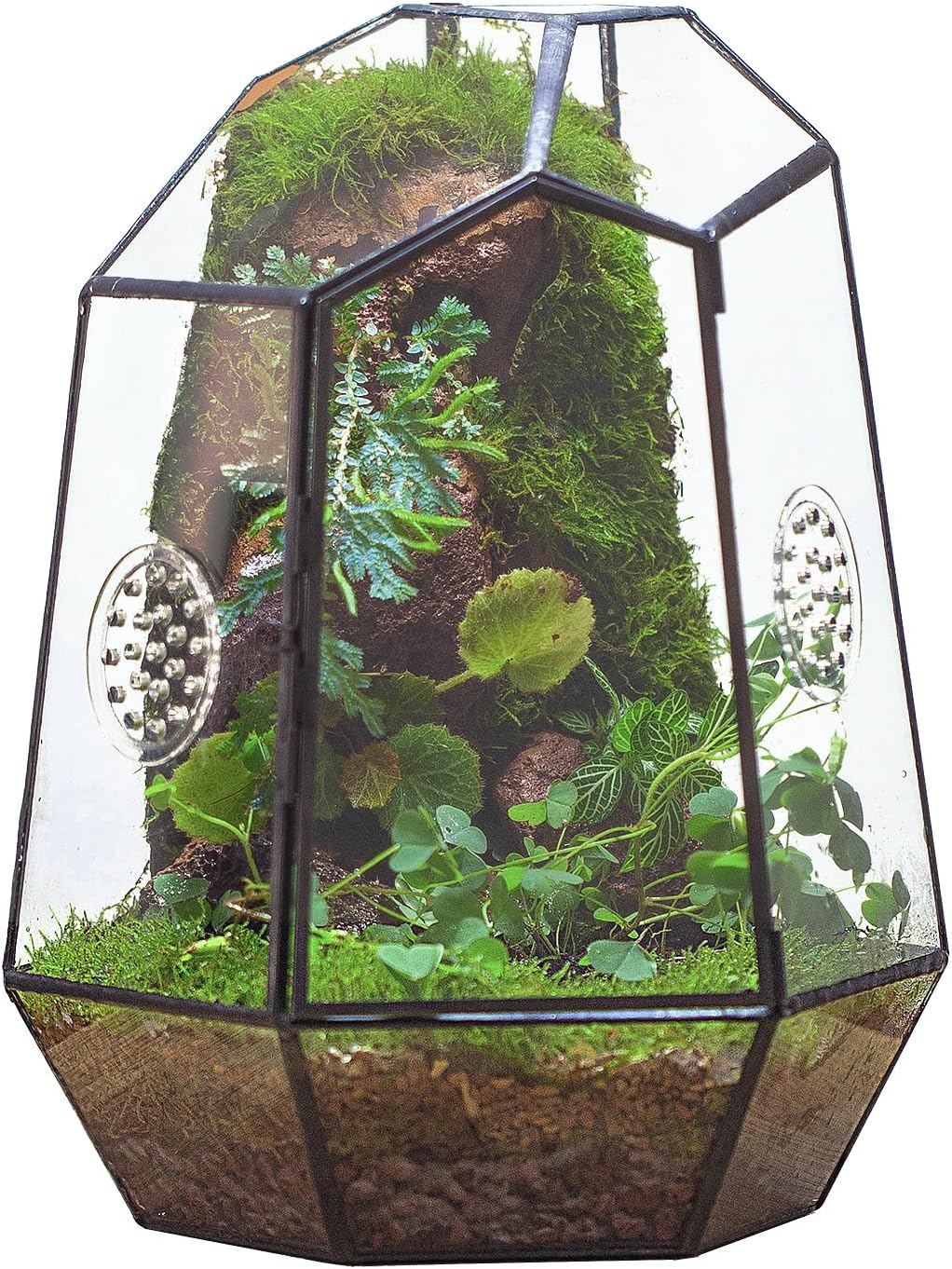 NCYP Closed Geometric Glass Enclosure with Front Opening Door & 2 Vent Holes for Insects