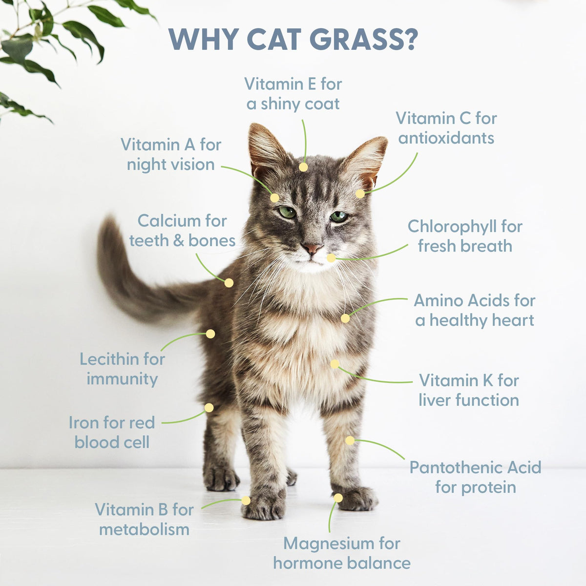 The Cat Ladies Organic Cat Grass for Indoor Cats. Chosen for real quality, fits naturally into