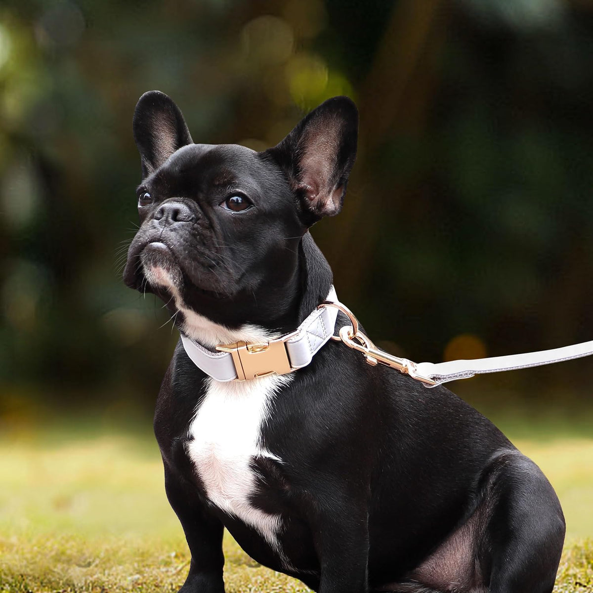PET ARTIST Soft PU Leather Dog Collar for Small Dogs, Bright & Classic Nylon Padded Durable Dog