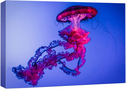 wall26 Canvas Print Wall Art Vibrant Neon Hot Pink Underwater Jellyfish Nature Animals Photography