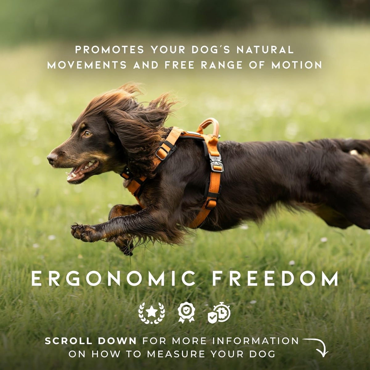 MADE TO ROAM Premium Explorer Harness - Y-Shaped Dog Harness with Adjustable Durable Nylon, Soft