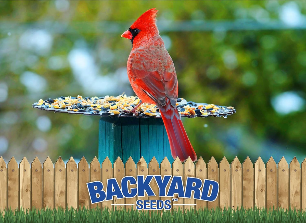 Backyard Seeds Premium Blend Bird Seed to Attract Songbirds - Wild Bird Food Mix with Black Oil