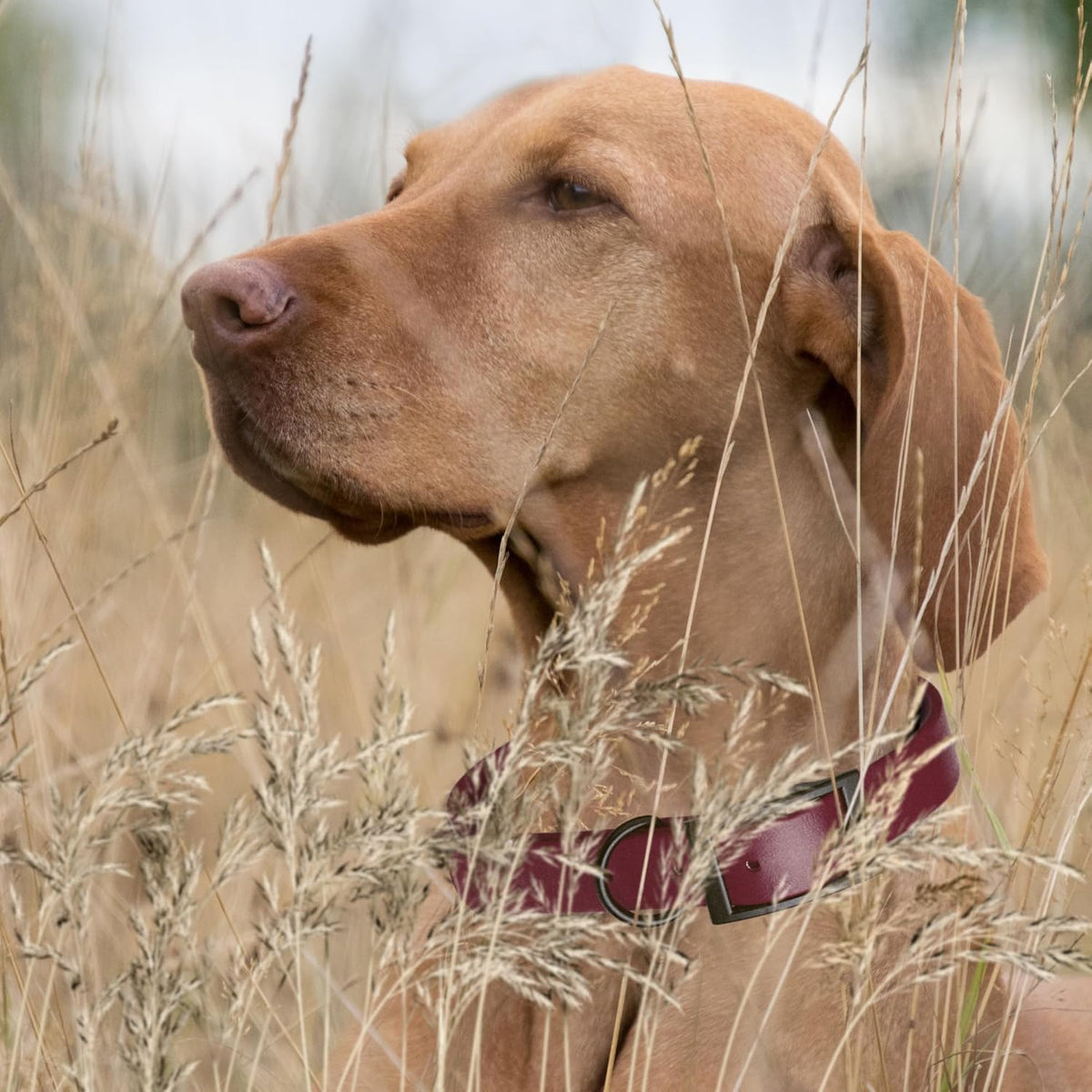 Dogline Biothane Waterproof Dog Collar Strong Coated Nylon Webbing with Black Hardware Odor- Proof