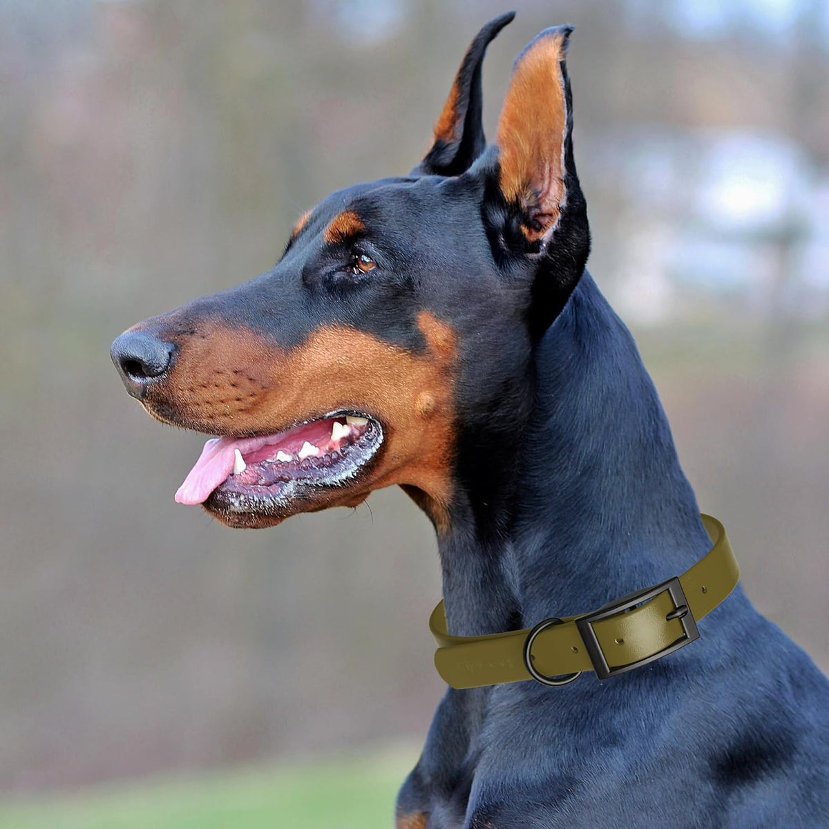 Dogline Biothane Waterproof Dog Collar Strong Coated Nylon Webbing with Black Hardware Odor- Proof