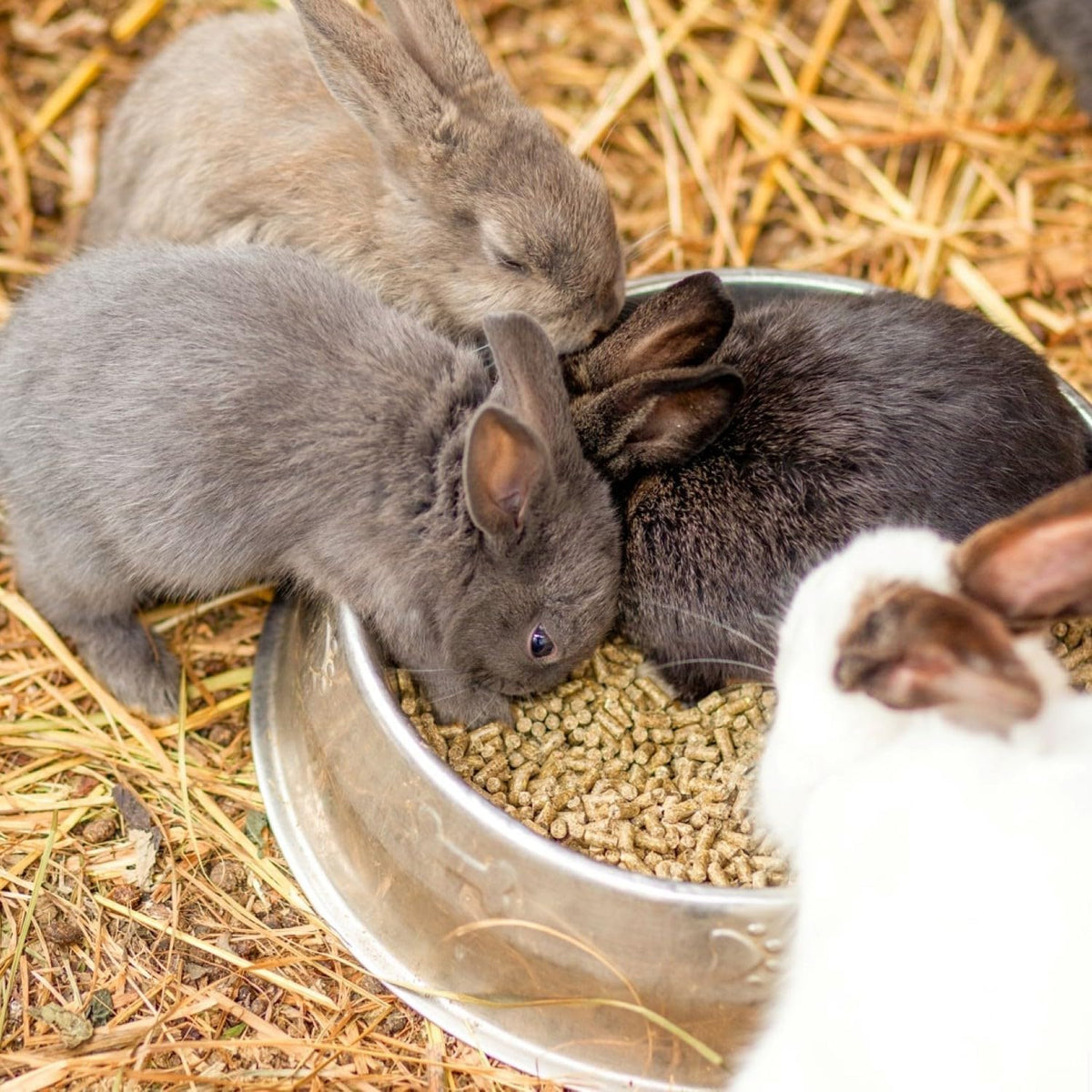 Blue Mountain Hay | Organic Bedding Straw (10 lb) | Natural Pet Bedding & Insulation for Rabbits