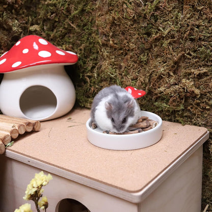 Niteangel Hamster Snack & Treats Toy - Small Animal Natural Treat for Dwarf Syrian Robo Hamsters