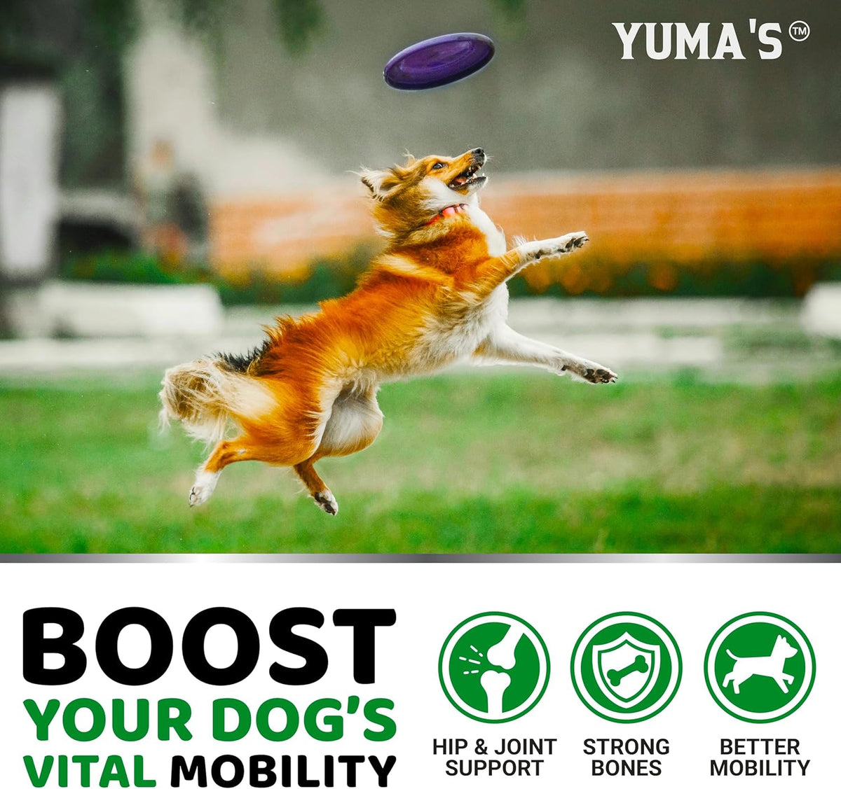YUMA'S Glucosamine for Dogs - Hip and Joint Supplement for Dogs - 170 Ct - Glucosamine Chondroitin
