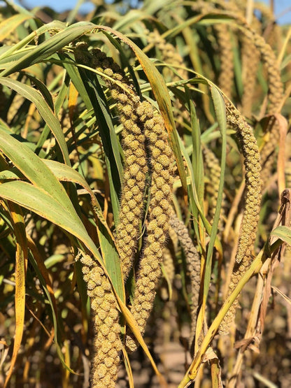 Nemeth Farms- GMO-Free Sun Dried Spray Millet | (No Stems Only Edible Tops) The Original Bird Treat
