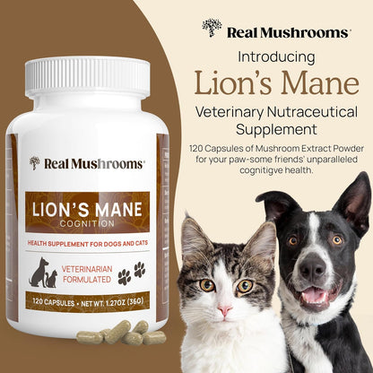 Real Mushrooms Lion’s Mane Pet Mushroom Supplement – Pet Wellbeing Capsules – for Cat & Dog