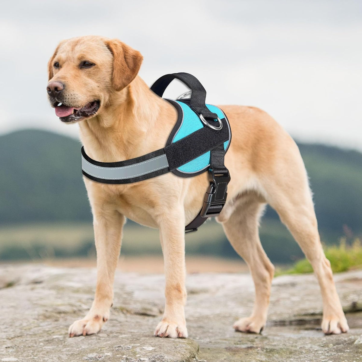 Haapaw Essential Dog Harness, No Pull Pet Vest with 3 Leash Clips, No Choke, Reflective, Adjustable