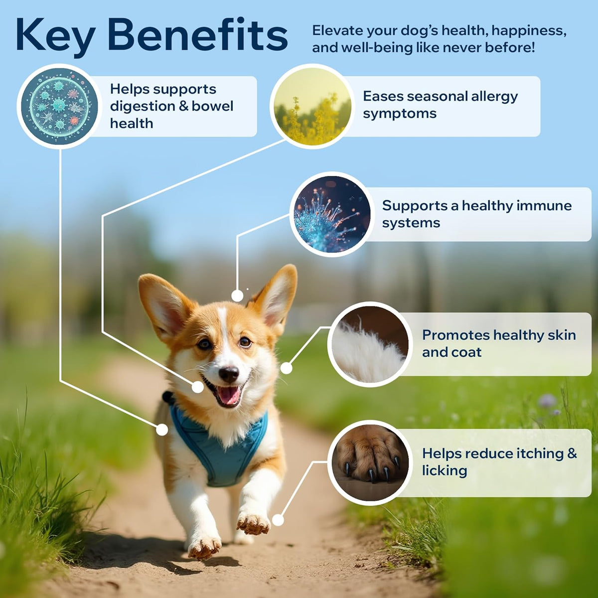 Dog Probiotics for Yeast, Itchy Skin and Itchy Ears, Allergy Relief, Daily Immune Support with