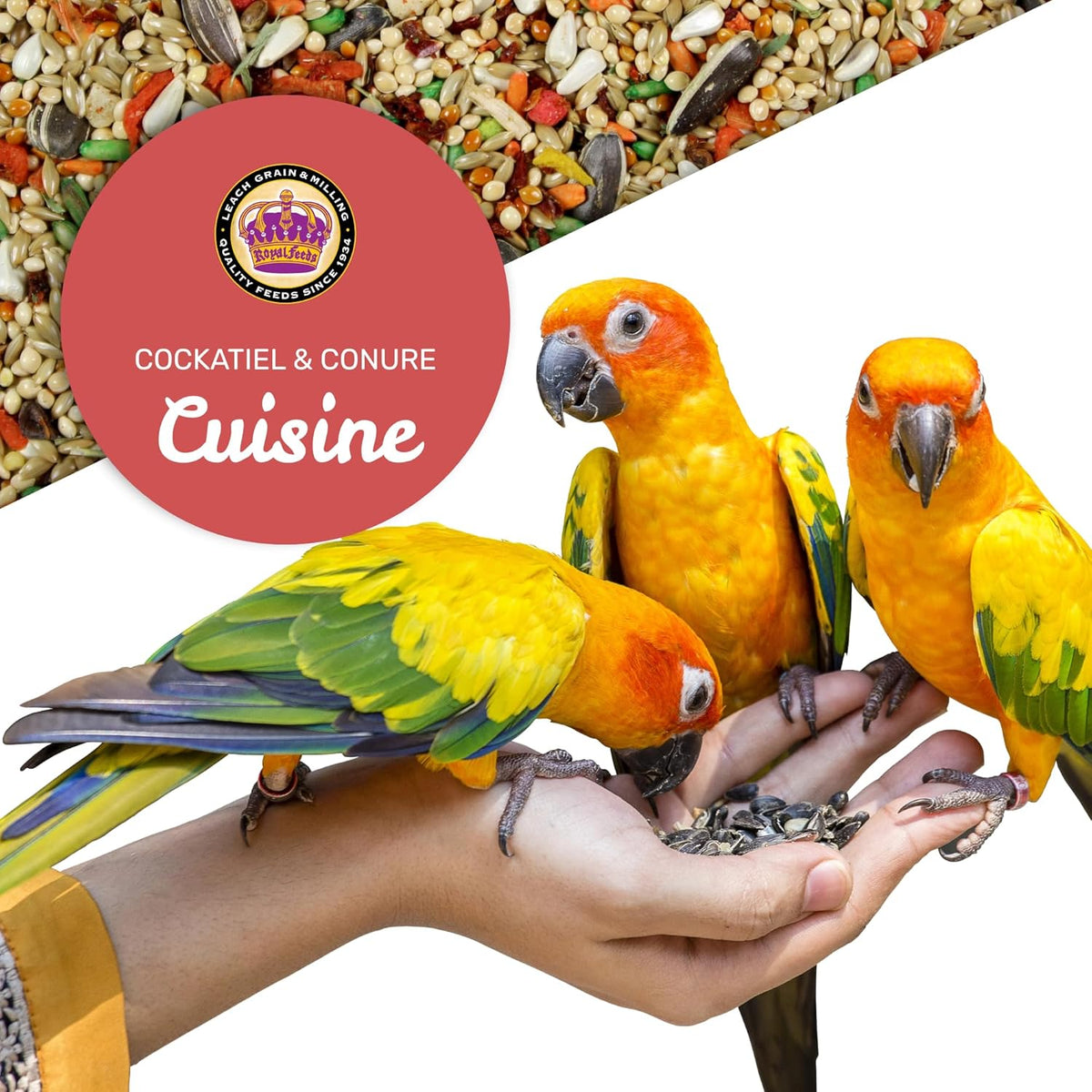 Cockatiel & Conure Cuisine 4 Lbs, Cockatiel & Conure Bird Seed, Nutrient-Rich Mixed Birdseeds, Bird