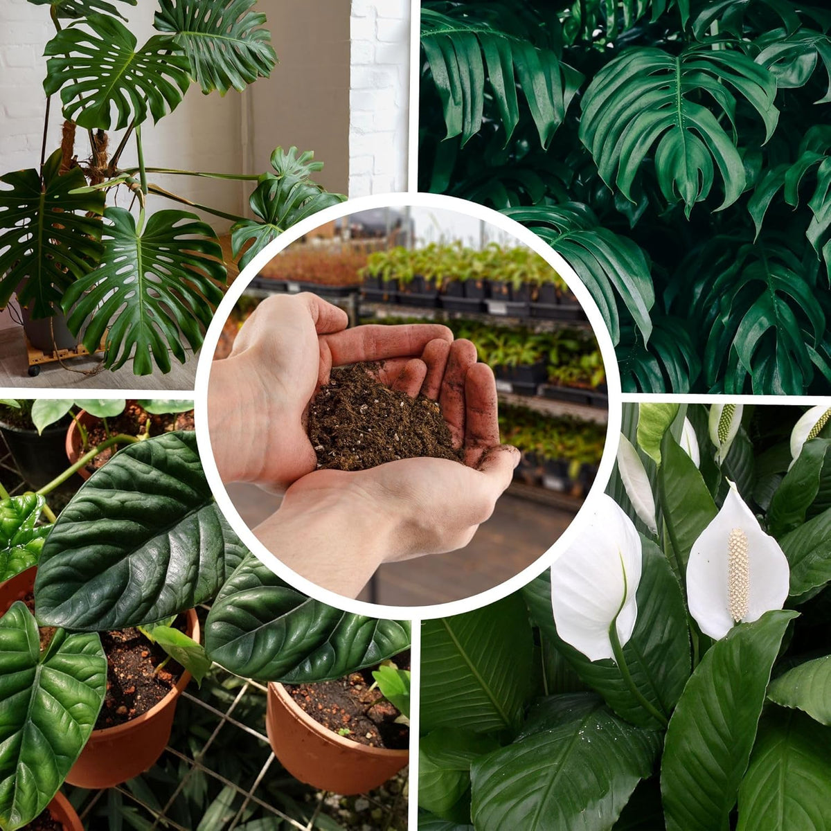 Tropical House Plant Potting Mix (2 Quarts); for All Types of Indoor House Plants