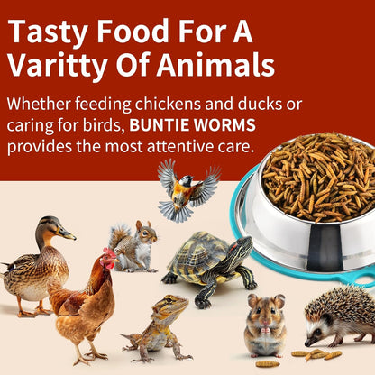 Dried Black Soldier Fly Larvae 10LB, 100% Natural Non-GMO, No Additives, Treat for Chickens