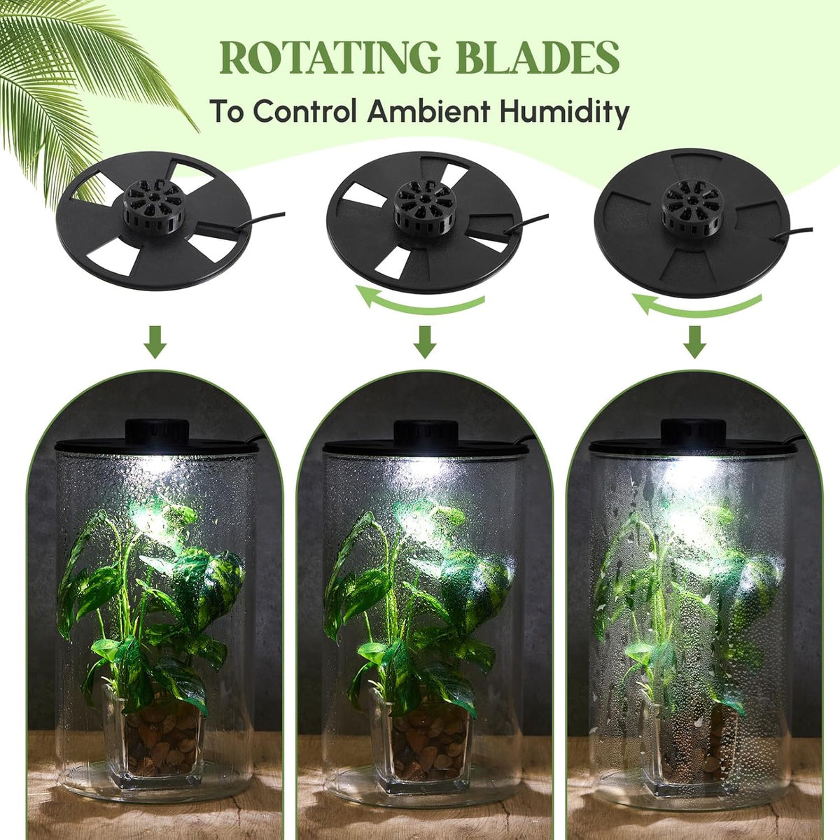 Maxdot Glass Plant Terrarium Kit with Light for Succulent, Moss, Miniature Gardening Landscape