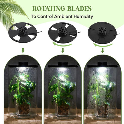 Maxdot Glass Plant Terrarium Kit with Light for Succulent, Moss, Miniature Gardening Landscape