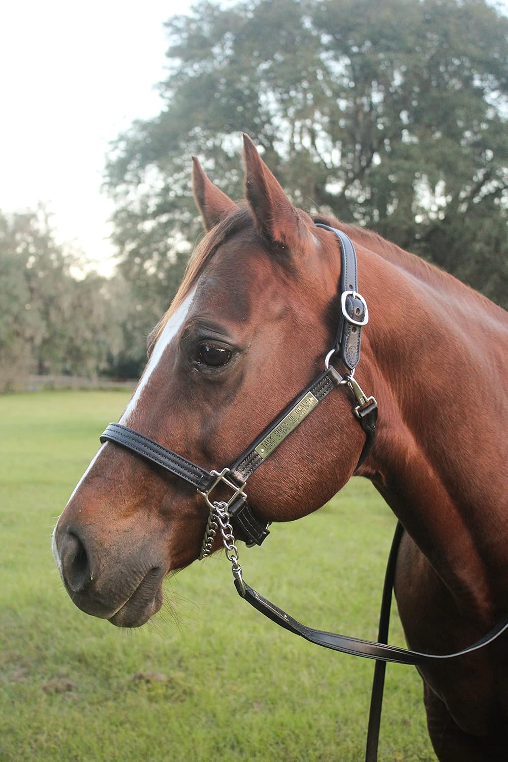 Leather Halter for Horses with Customized Engraved Name Plate Option Halter for Horse |