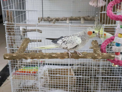 Large Natural Pepper Wood Parrot Stand Branch, Wooden Perch for Parakeet Cockatiels Conures