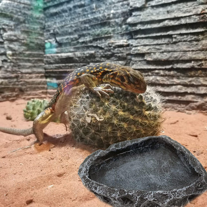 Reptile Water Dish Food Bowl, 2 Pack Reptile Feeding Dish Corner Bowl Terrarium Bowls for Bearded
