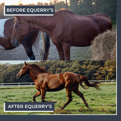 Equerry's Combined RX 4 Way | Equine Nutritional Support | Complete Formula | Digestive and Joint