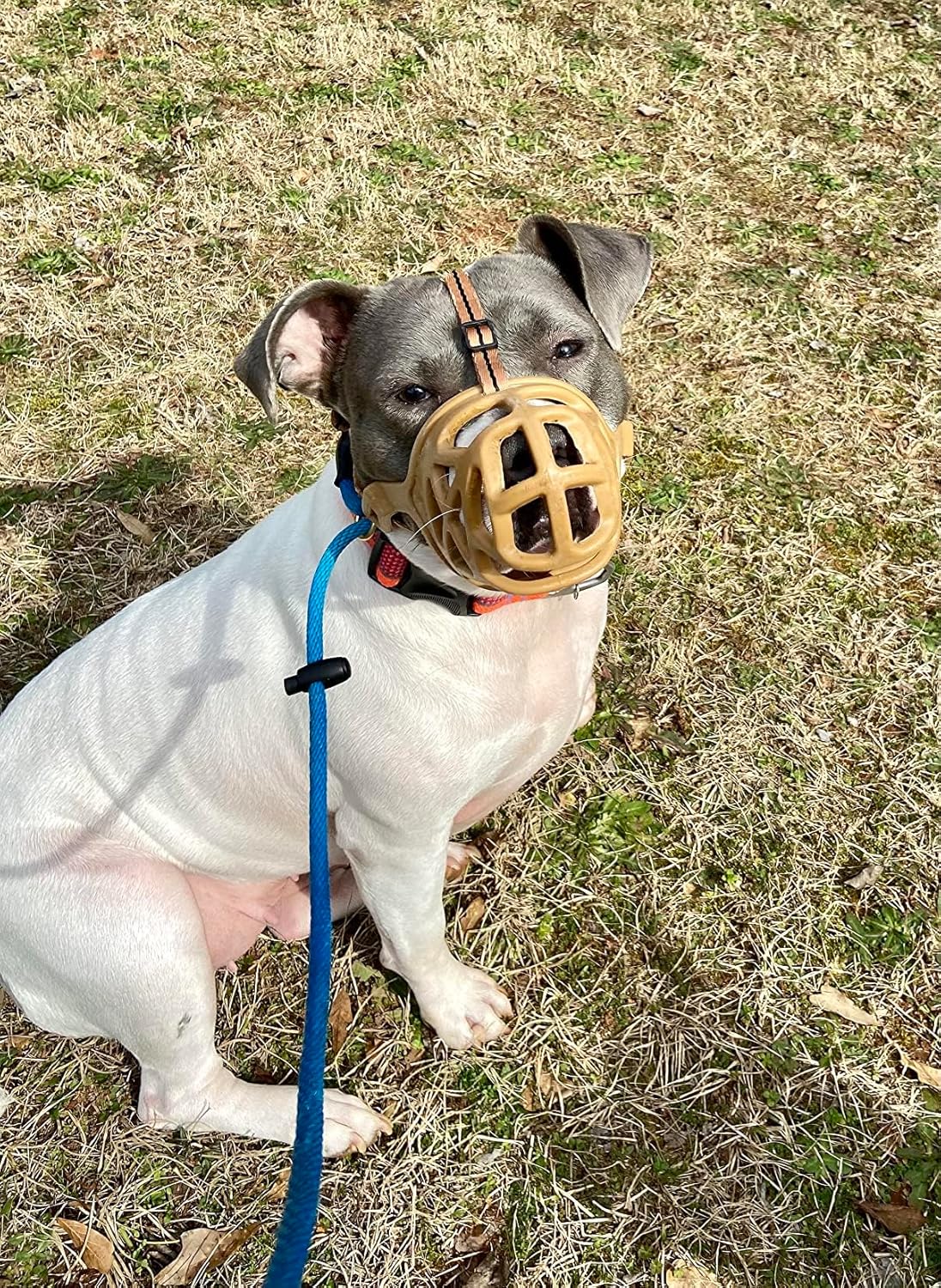 Mayerzon Dog Muzzle, Breathable Basket Muzzles for Small, Medium, Large and X-Large Aggressive Dogs