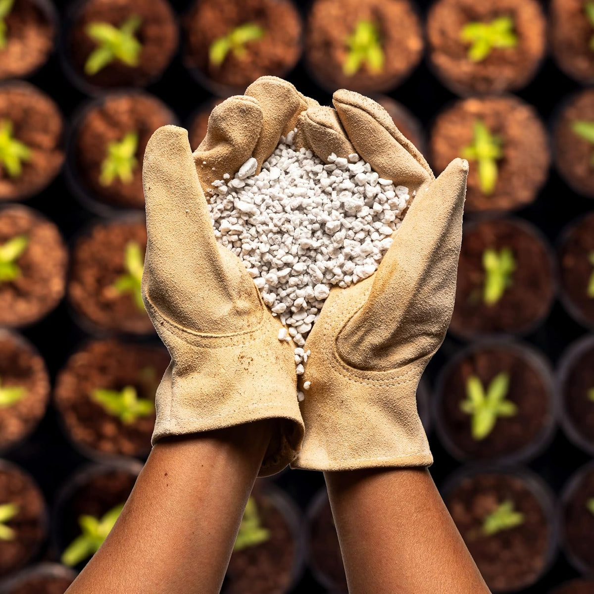 Perlite Bliss (24 Qts) - Organic Perlite for Plants - Coarse Perlite Bulk Soil Amendment - Chunky