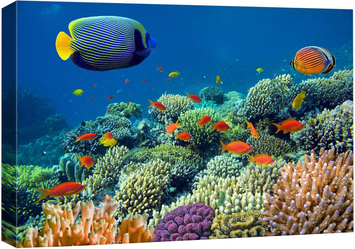 wall26 Canvas Print Wall Art Tropical Underwater Sea Coral Reef Fish Nature Animals Photography