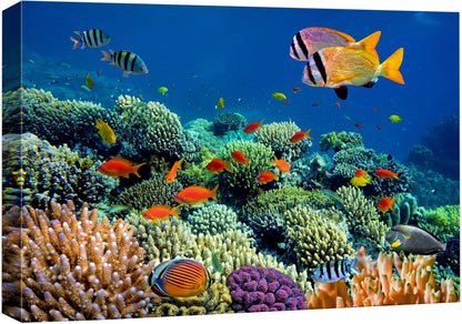 wall26 Canvas Print Wall Art Vibrant Coral Reef Underwater Panorama Nature Animals Photography