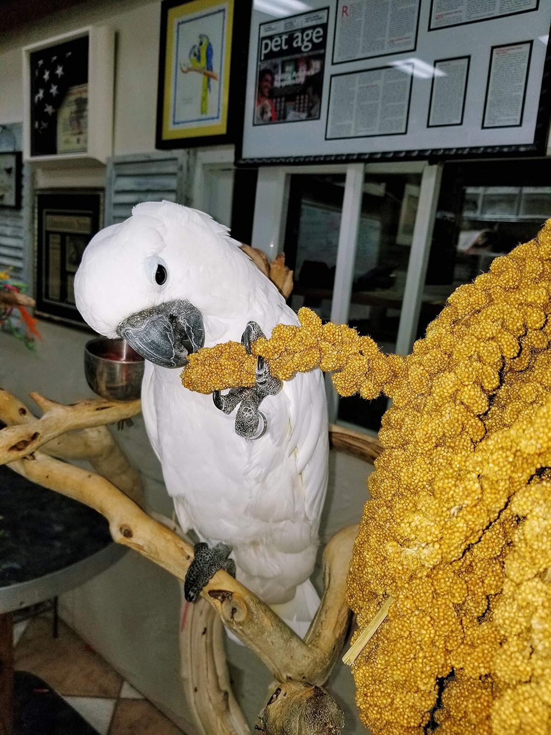 Birds LOVE Spray Millet – 1 lb GMO-Free, No Stems (Edible Tops Only) – Healthy Treat for