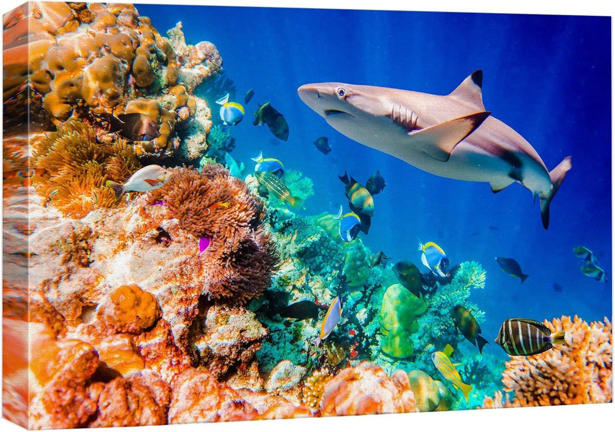 wall26 Canvas Print Wall Art Shark Fish Multicolor Coral Reef Ocean Sea Nature Animals Photography