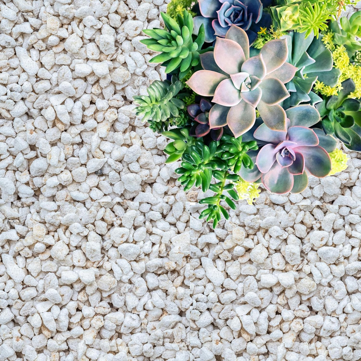 Perlite for Plants, Coarse and Chunky Horticultural Perlite, Organic Perlite for Gardening Indoor &