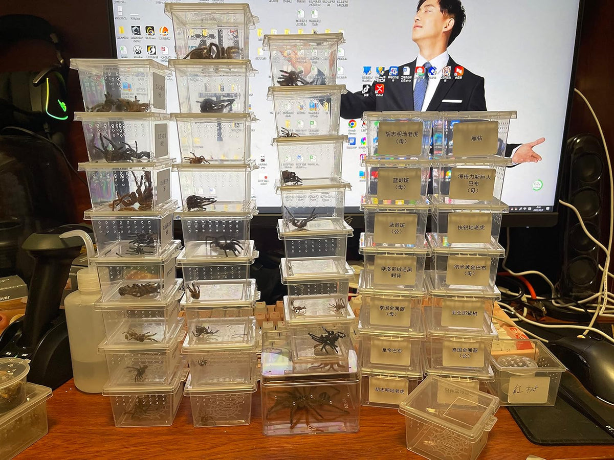 Small Reptile breeding Box Spider Terrarium freeding Box for arboreal Tarantula Scorpion Sling
