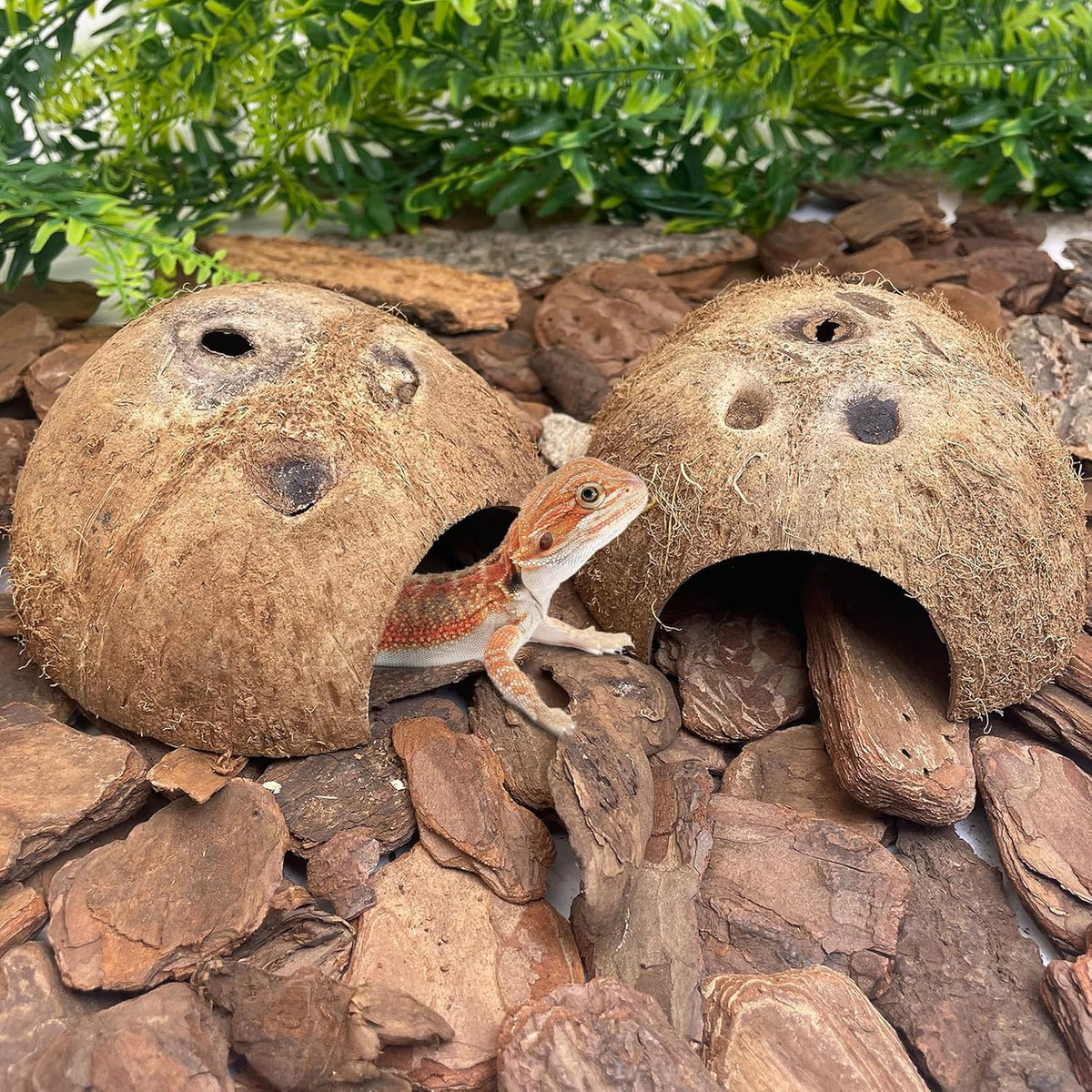 PINVNBY Natural Coconut Reptile Hideouts Lizard, Coco Hut Hermit Crab Hut Aquarium Fish Hide Cave