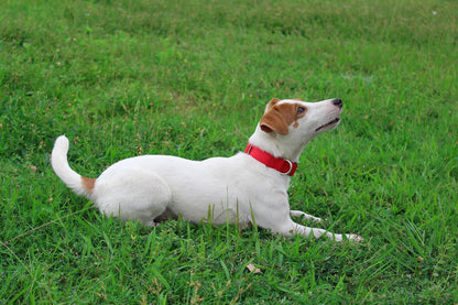 Mikivery Nylon Dog Collar with Quick Release Buckle Soft Adjustable Sturdy for Small Medium Large