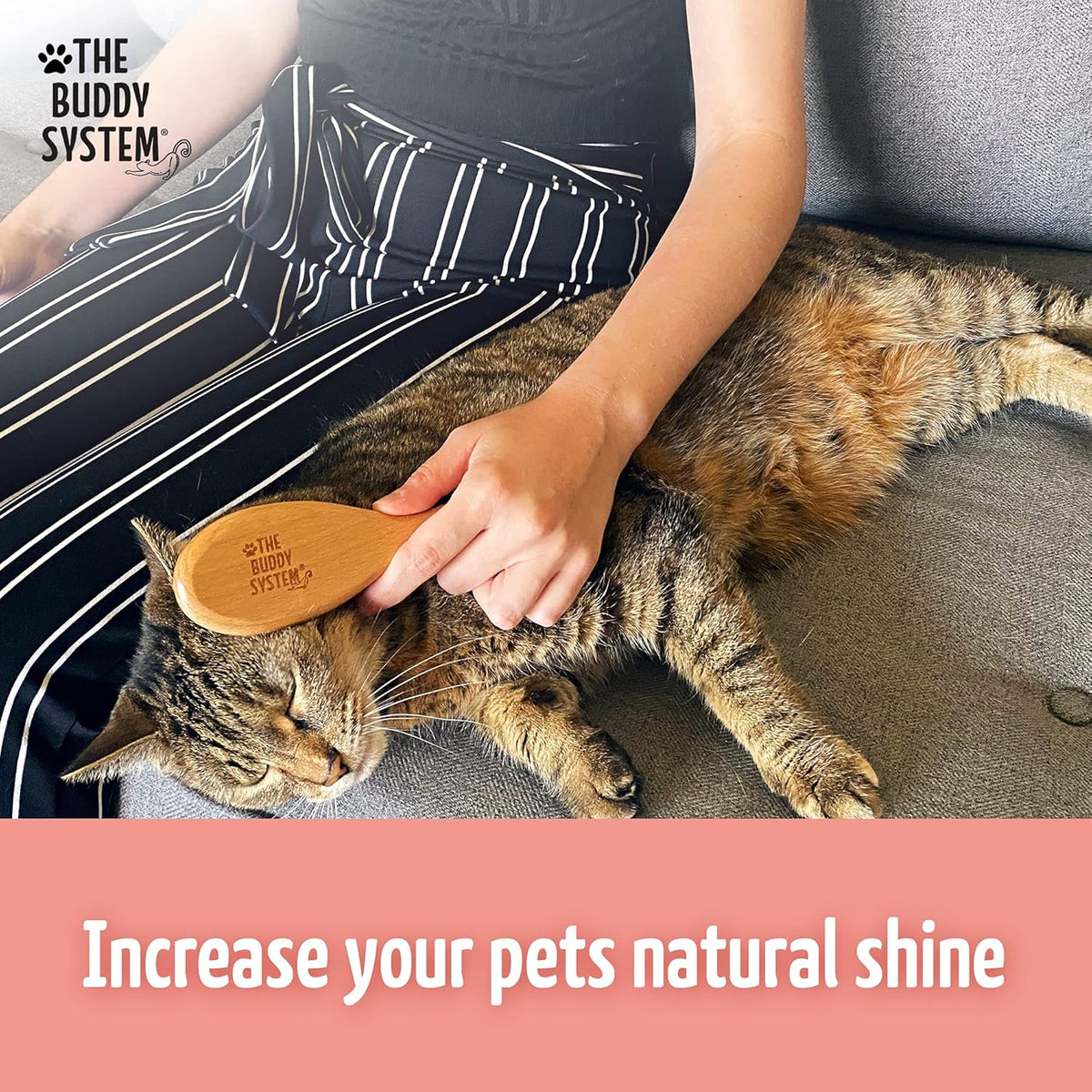 The Buddy System Cat Brush with Boar Bristle and Wooden Handle, Professional Grade Daily Grooming