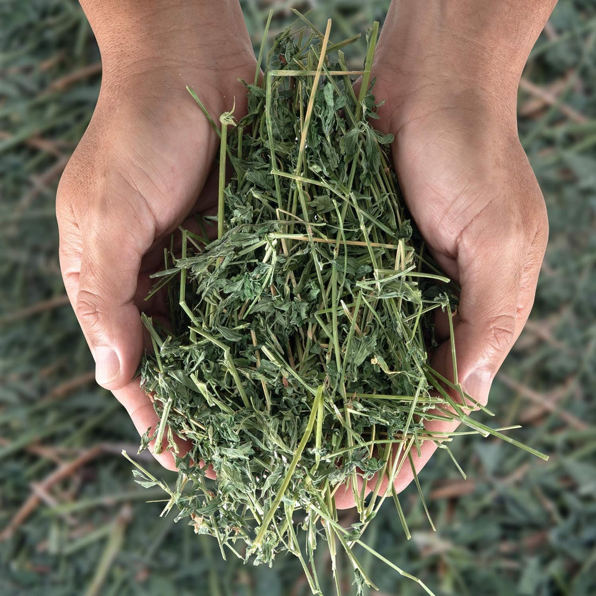 High Desert Alfalfa Hay for Rabbits, Guinea Pigs, Chinchillas & Small Pets – Protein-Rich Natural