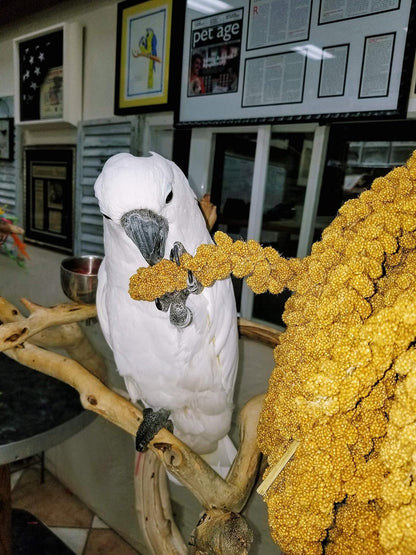 Birds LOVE Wholesome & Lovely Spray Millet | GMO Free (No Stems Only Edible Tops) for Parrots Birds