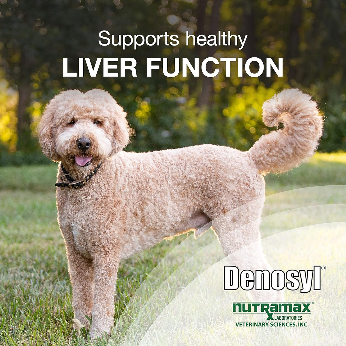 Nutramax Laboratories Denosyl Liver and Brain Health Supplement for Large Dogs, With