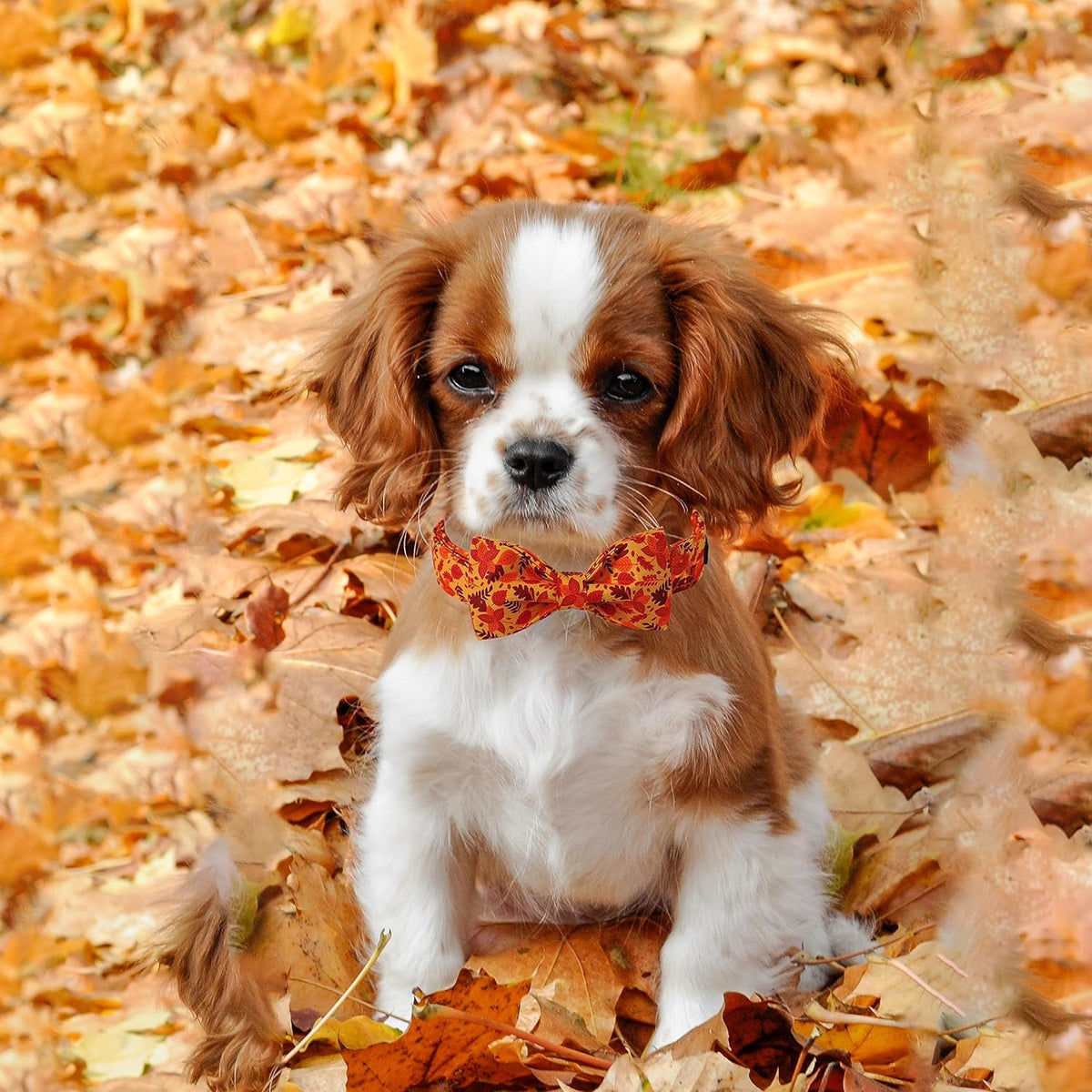 Lionet Paws Dog Collar with Bowtie - Cute Cotton Adjustable Fall Bowtie Dog Collar with Metal