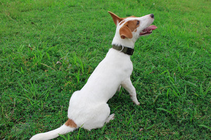 Mikivery Nylon Dog Collar with Quick Release Buckle Soft Adjustable Sturdy for Small Medium Large