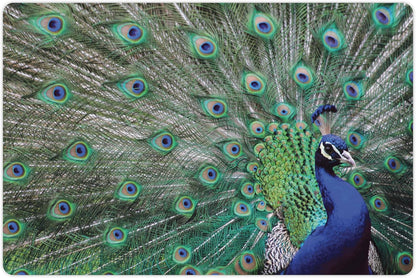 Lunarable Peacock Pet Mat for Food and Water, Peacock Displaying Elongated Majestic Feathers Open