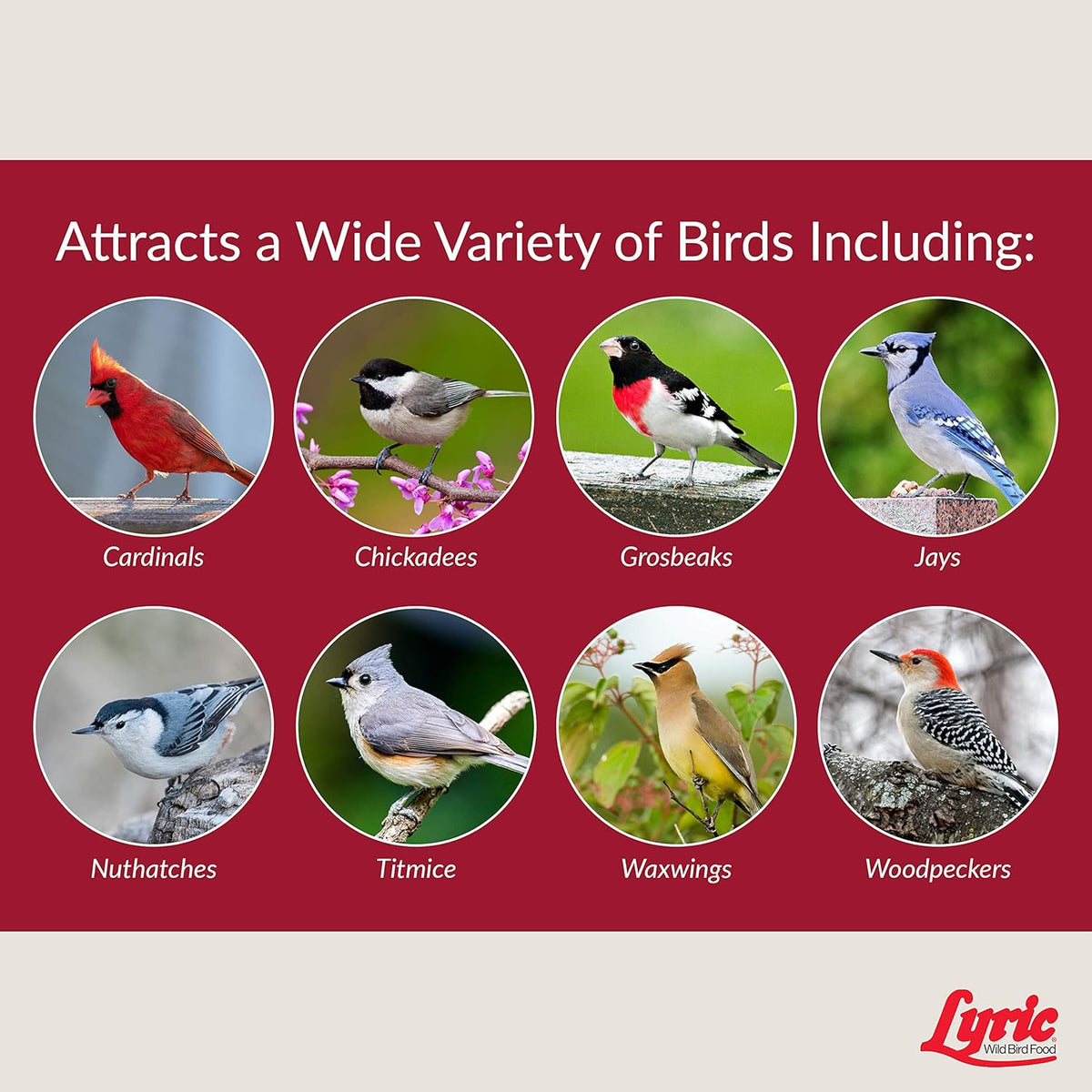 Lyric Fruit and Nut Wild Bird Seed - High Energy Wild Bird Food Mix - Attracts Woodpeckers