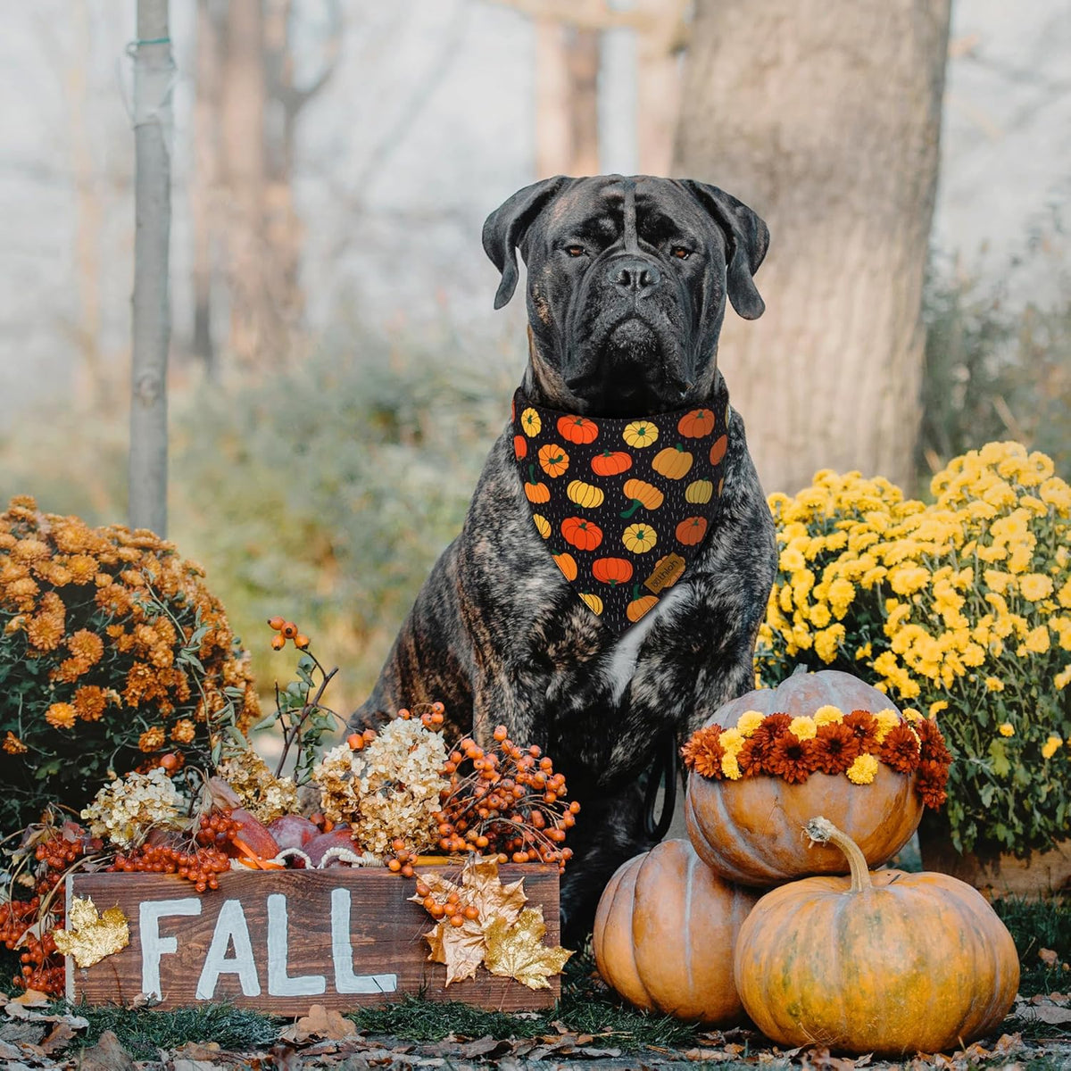 Fall Dog Bandanas - 2 Pack Halloween Thanksgiving Dog Bandana | Reversible Pumpkin and Leaf Pet