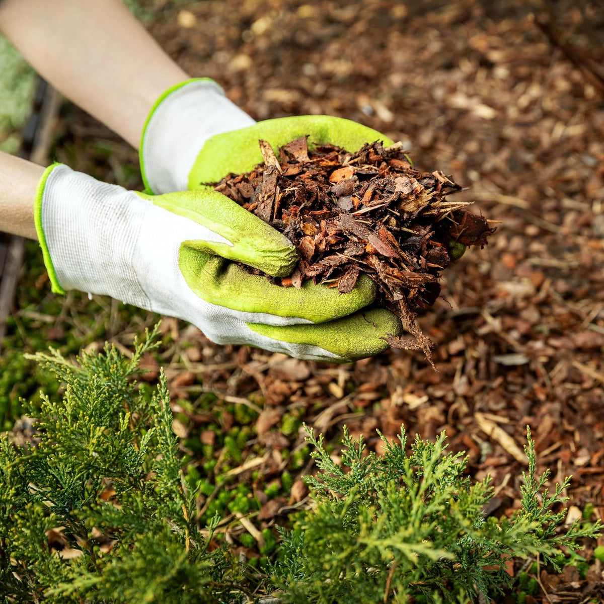 Premium Cypress Mulch for Landscaping, Gardens, Lawns, Reptile Bedding, and Potted Plants (0.2 CF