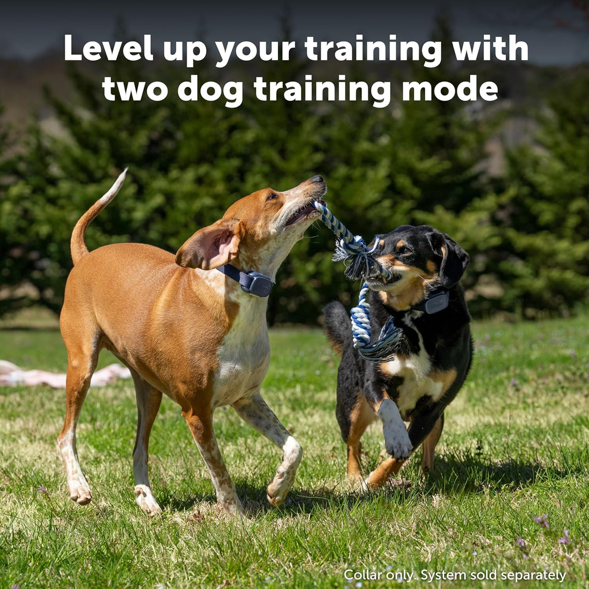 PetSafe Core Remote Trainer Add-A-Dog Collar – Extra Collar for Dog Training Collar with Remote