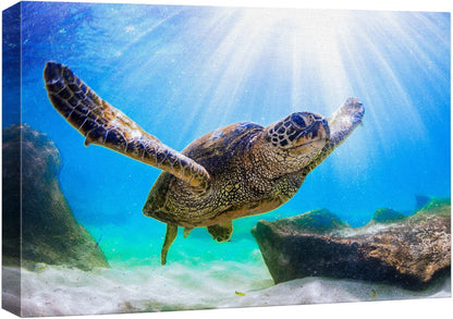 wall26 Canvas Print Wall Art Sunlight Ray Tropical Turtle Swimming Ocean Nature Animals Photography