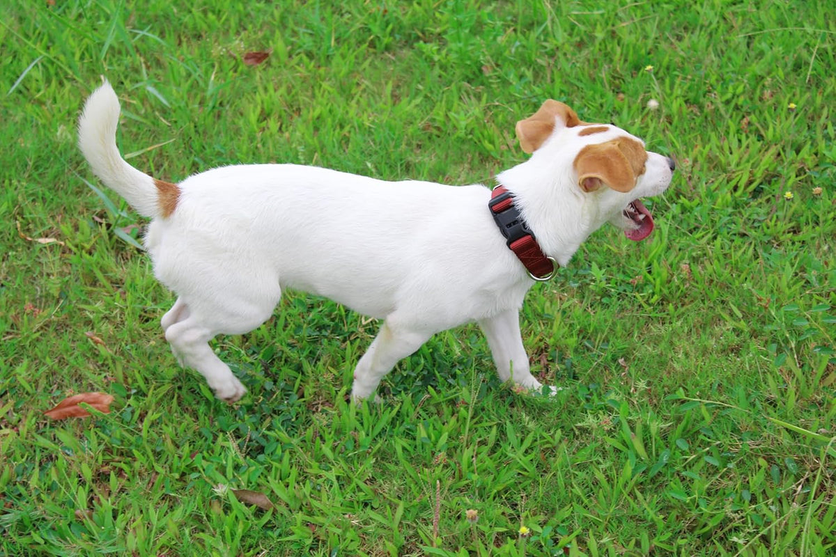 Mikivery Nylon Dog Collar with Quick Release Buckle Soft Adjustable Sturdy for Small Medium Large