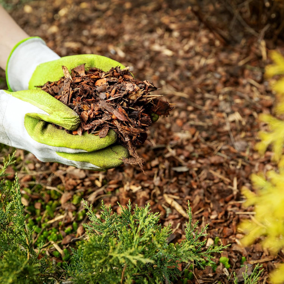 Premium Brown Wood Mulch for Landscaping, Gardens, Lawns, Potting Media, and Potted Plants (1 CF