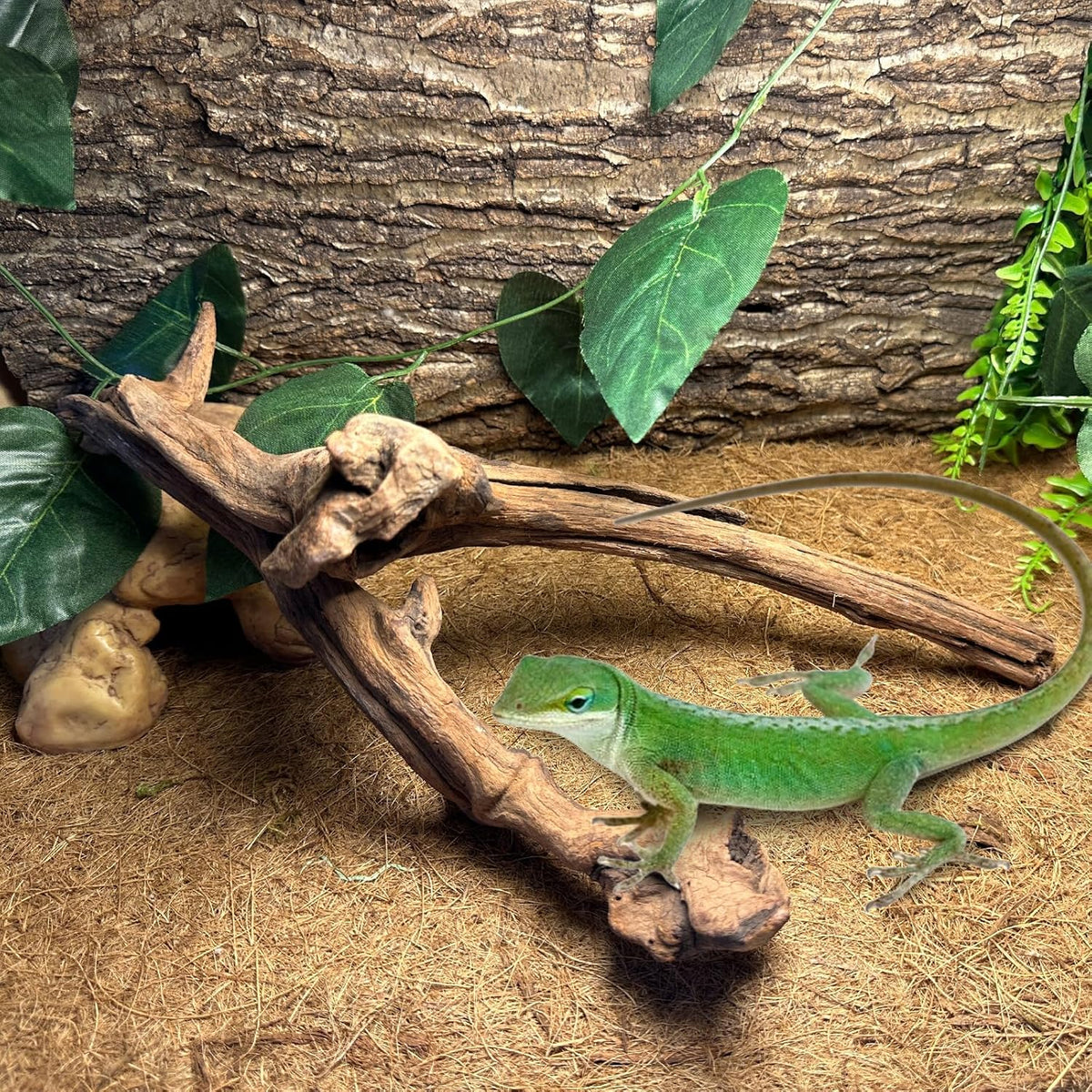 BNOSDM 2PCS Snake Climbing Branches,Reptile Natural Coral Driftwood Branches Decor,Lizard Habitat
