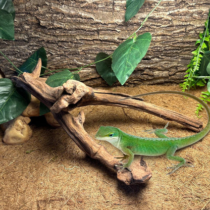 BNOSDM 2PCS Snake Climbing Branches,Reptile Natural Coral Driftwood Branches Decor,Lizard Habitat